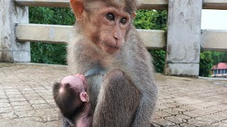 Come On Everyone, Lets Meet The New Guest. Monkey. Macaca. Macaque. Bandar. Kurangan. Monyet.lovely