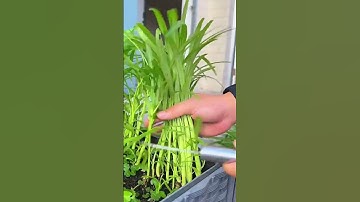 Super Sharp Simple Tool For Harvesting Water Spinach In A Simple Fast Way #Shorts