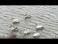 Дружный зимний заплыв пеликанов!🌊🦢🦢🦢