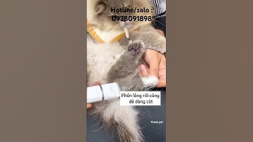 Cắt tỉa lông cho chó mèo thường xuyên #dog #pets #pet #cat #ticipet #tongdochomeo #tongdothucung