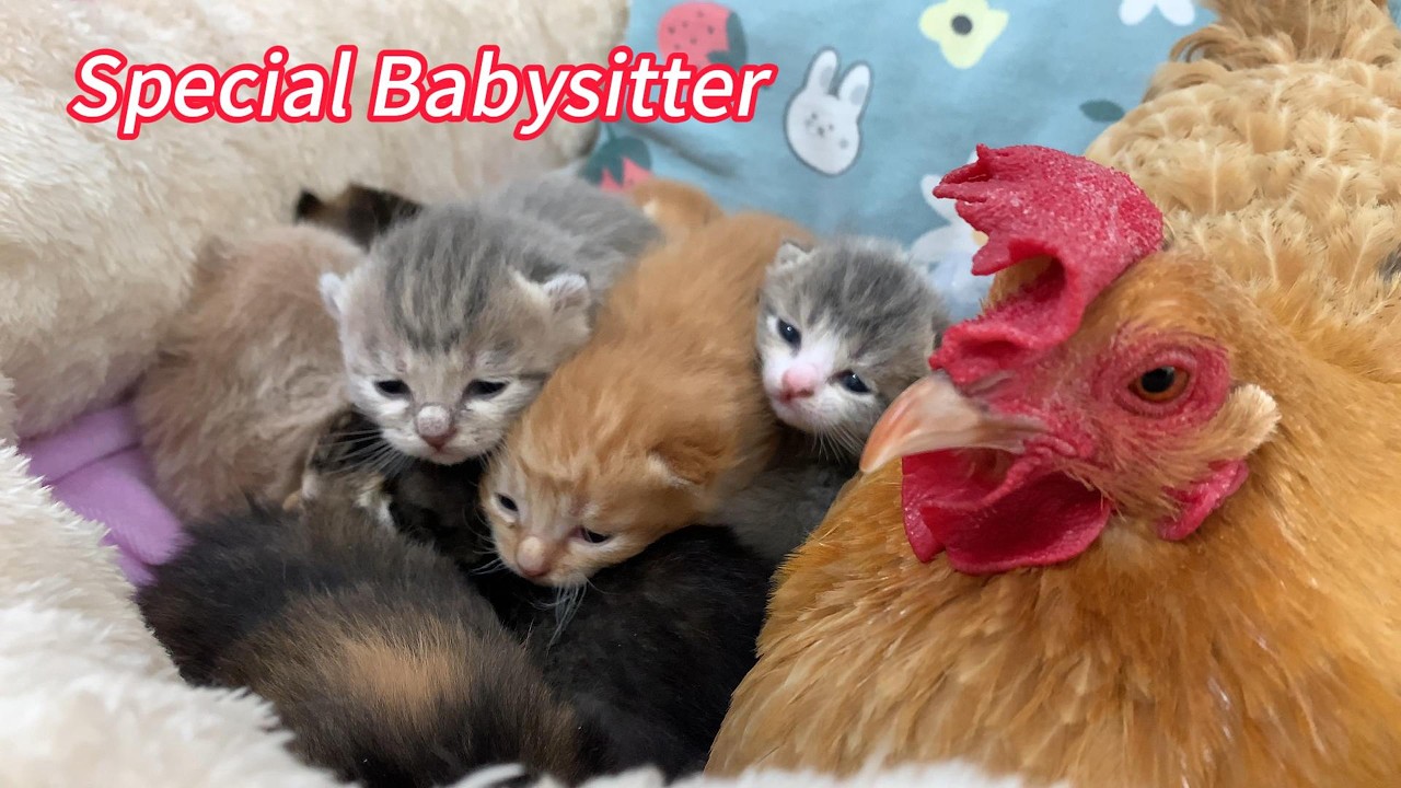 So funny! A hen helps a mother cat care for 9 kittens, but the father cat mistakes her for a thief.