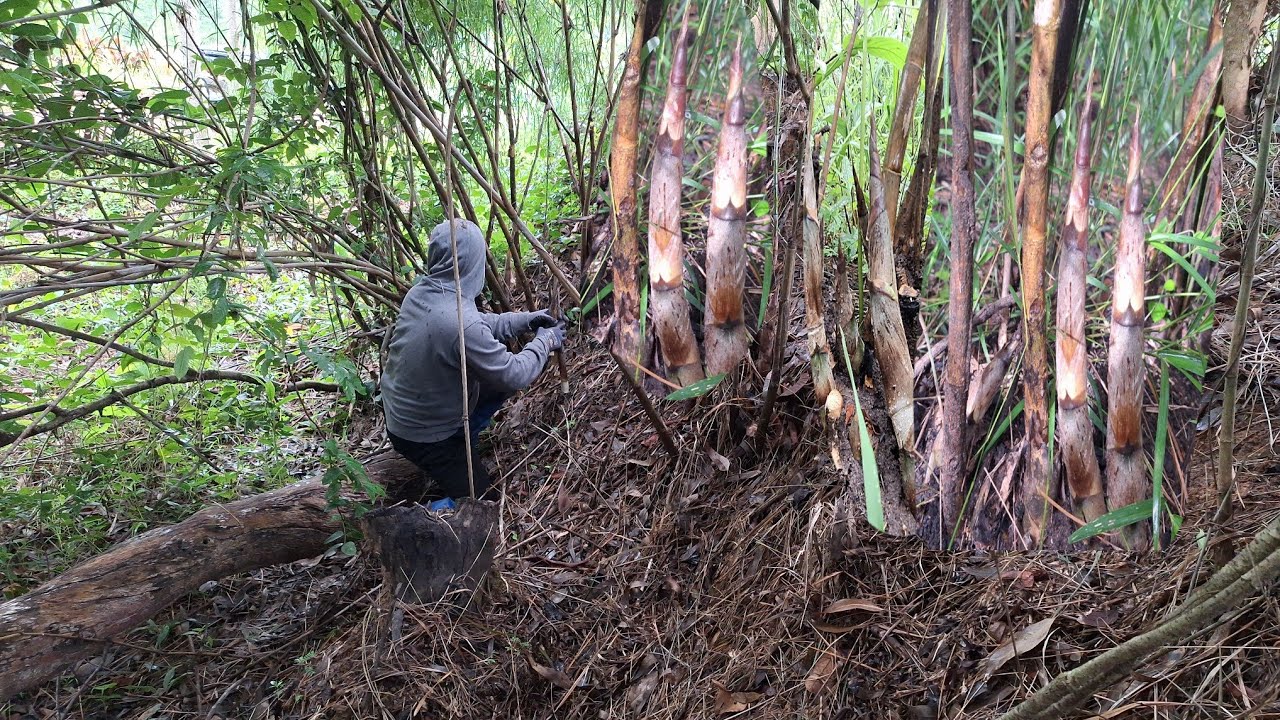 ผลงานหักหน่อโจดเช้านี้ ป้าด‼️พี่น้องครับ..มีแต่หน่อสวยๆซันซากลาก งามคัก 16 ส.ค. 68