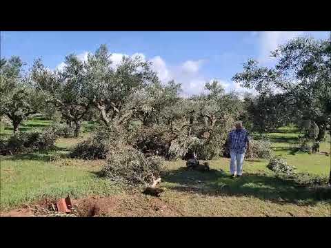 Τουλάχιστον 80 στρέμματα ελαιοκαλλιέργειας «σάρωσε» ο ανεμοστρόβιλος στη Δ.Ε. Γαργαλιάνων