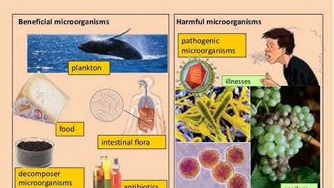 Class-8, Science, Ch-2,Lecture-3, Summary (Microorganisms  Friend and Foe)