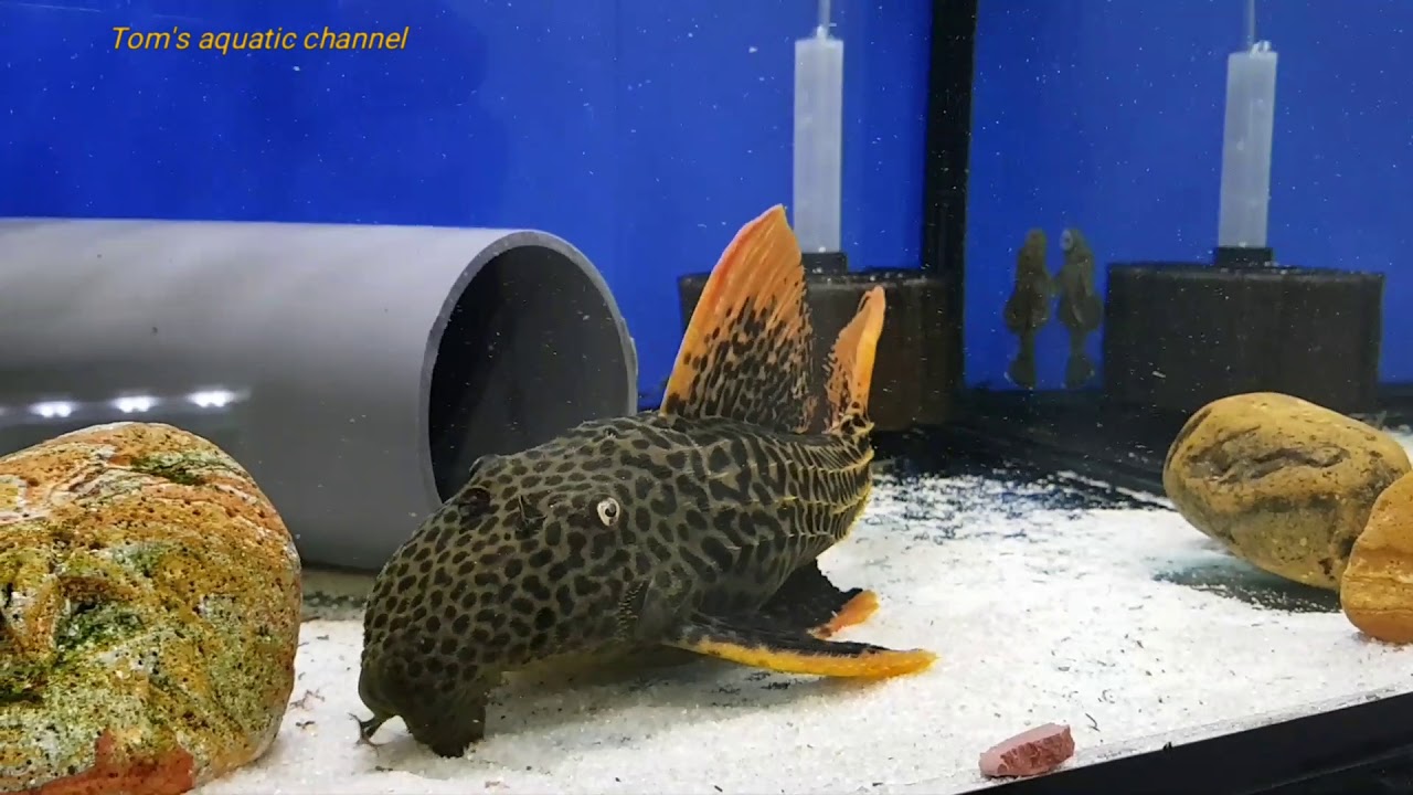 L25 
Pseudacanthicus pirarara
 (São do Felix / 7 Pointer) HD - Tom's aquatic channel