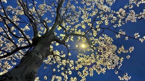 سورة النازعات بصوت الحاج مصطفى الصراف 