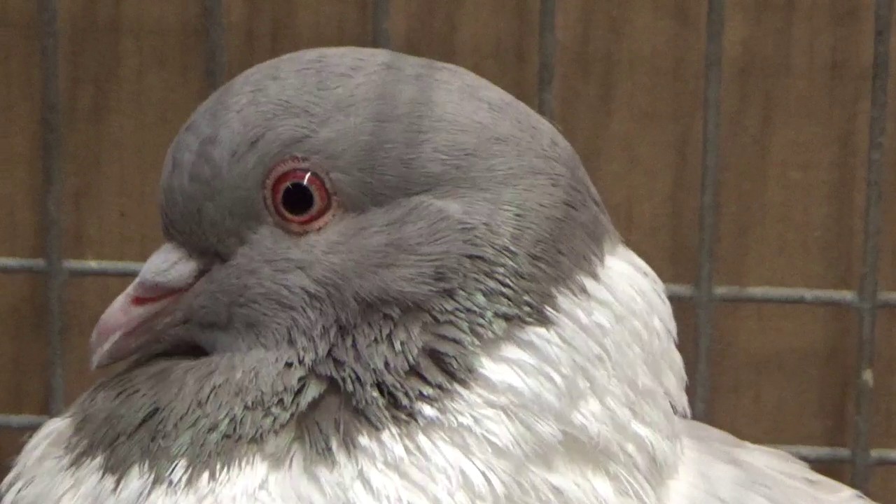 Böhmentaube in braunfahl*Taubert*VDT-Schau Erfurt*2016*Rassetaube