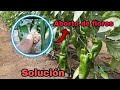 Aborto de flores en Chile y tomate por que sucede.