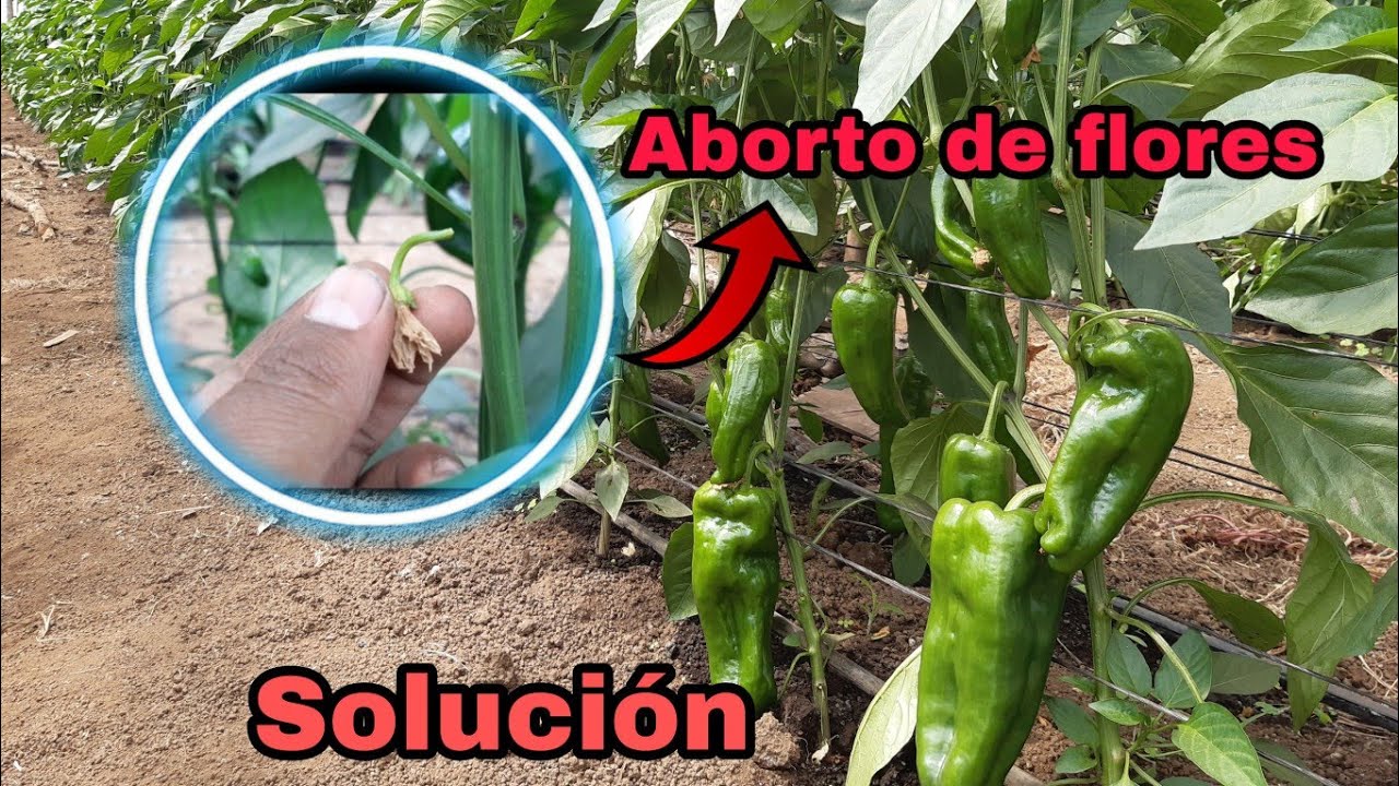 Aborto de flores en Chile y tomate por que sucede.
