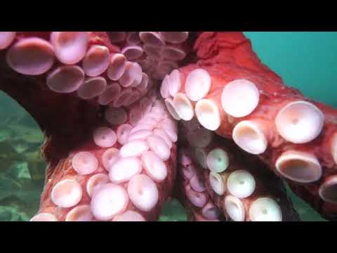 Octopus Encounter, Campbell River