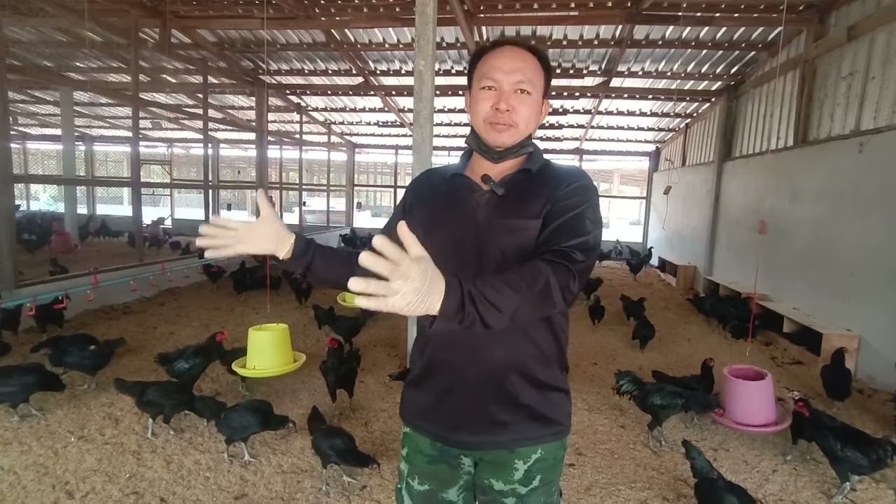 เทคนิคการเลี้ยงไก่ประดู่หางดําให้ประสบความสำเร็จและต่อยอดธุรกิจได้ #ฟาร์มไก่ครูต้า #ไก่ประดู่หางดำ