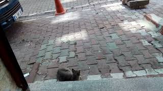 düşünceli ve masum bir kedi🤭😁😆😄😃😀