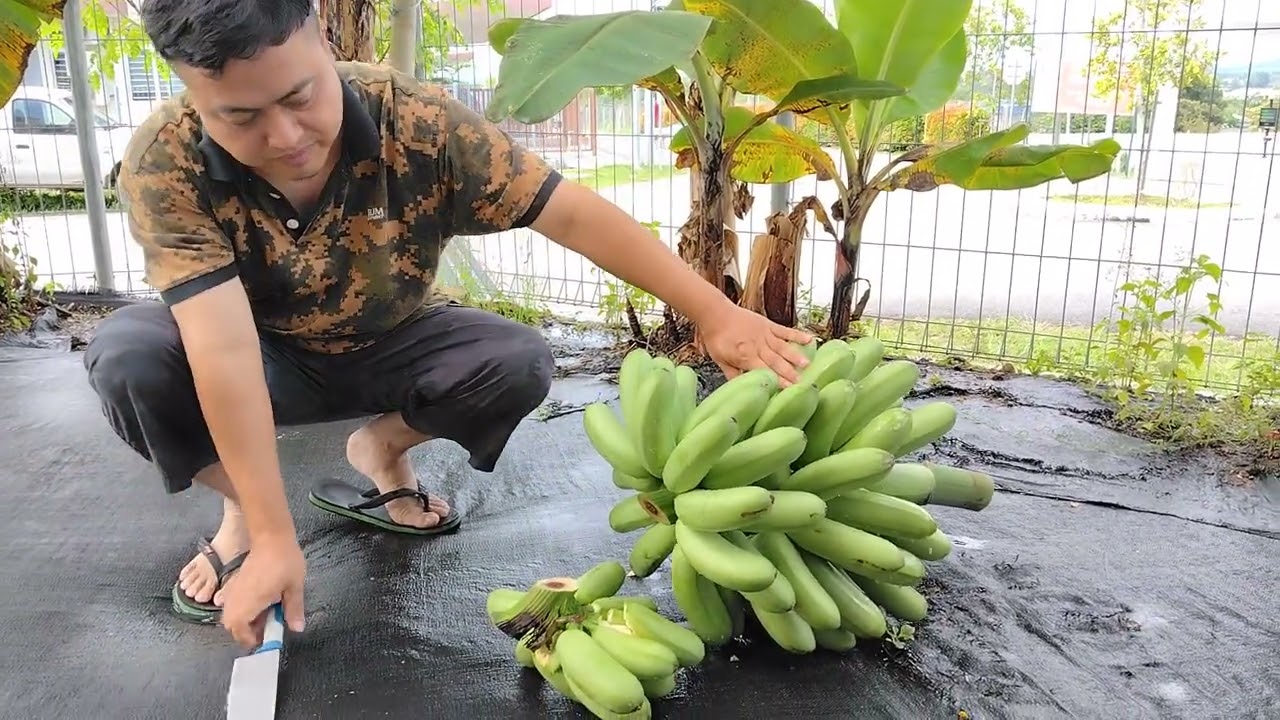 Pisang Terlebih Baja