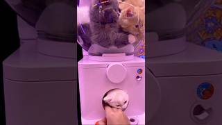 Comprarías Esta Máquina De Gaos ? 88,920,393 Views