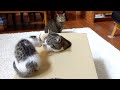 穴の開いた箱で遊ぶねこ。-Cats playing with the box with holes.-