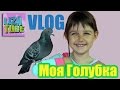 Моя голубка 🐦 Лиза и ее ручной голубь 🐦 ВЛОГ My Pet - Pigeon