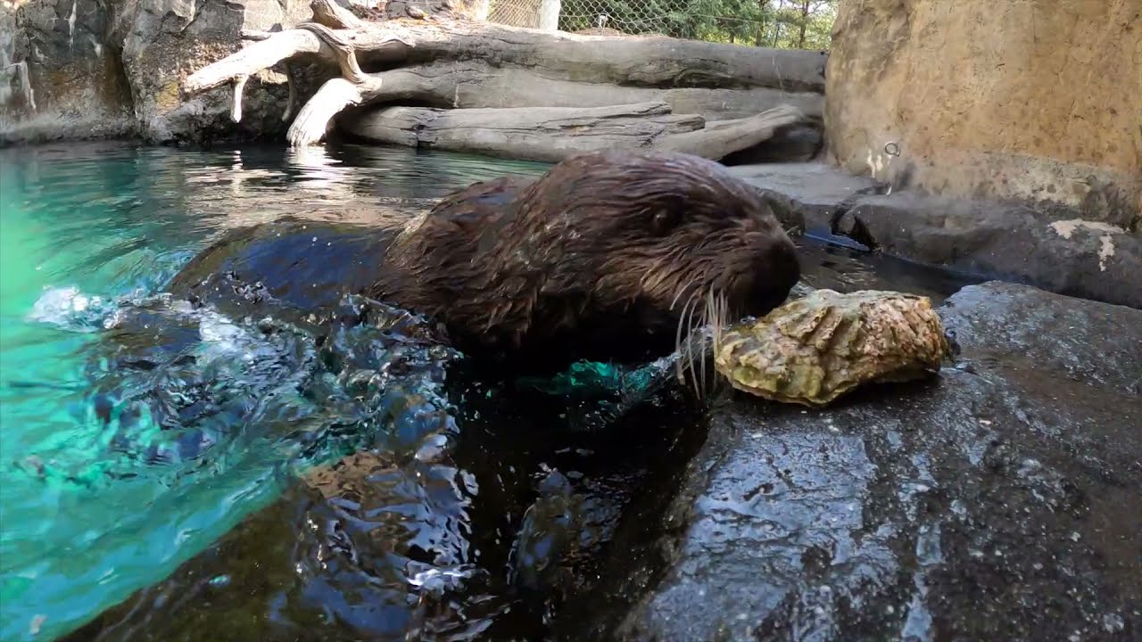 Sea Otters Crack Open Oysters And Clams