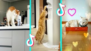 Try not to laugh cats will make you laugh your head off #tiktok Compilation #1 | by Ohhooman by Oh Hooman 1,193 views 3 years ago 4 minutes, 8 seconds