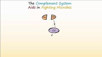 Complement System Part 1 - Overview and Actions to Fight Infections