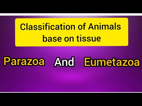 Video: Wat is een Parazoa?