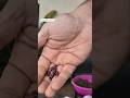 Tinda Seeds  Sowing, Germination Tips &amp; Early Care | Apple Gourd Plant #homegarden #shortvideo