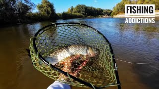 видео: Головень на оберталку Smith AR Spinner Trout Model. Чудова осіння річка. картинка: Головень на оберталку Smith AR Spinner Trout Model. Чудова осіння річка.
