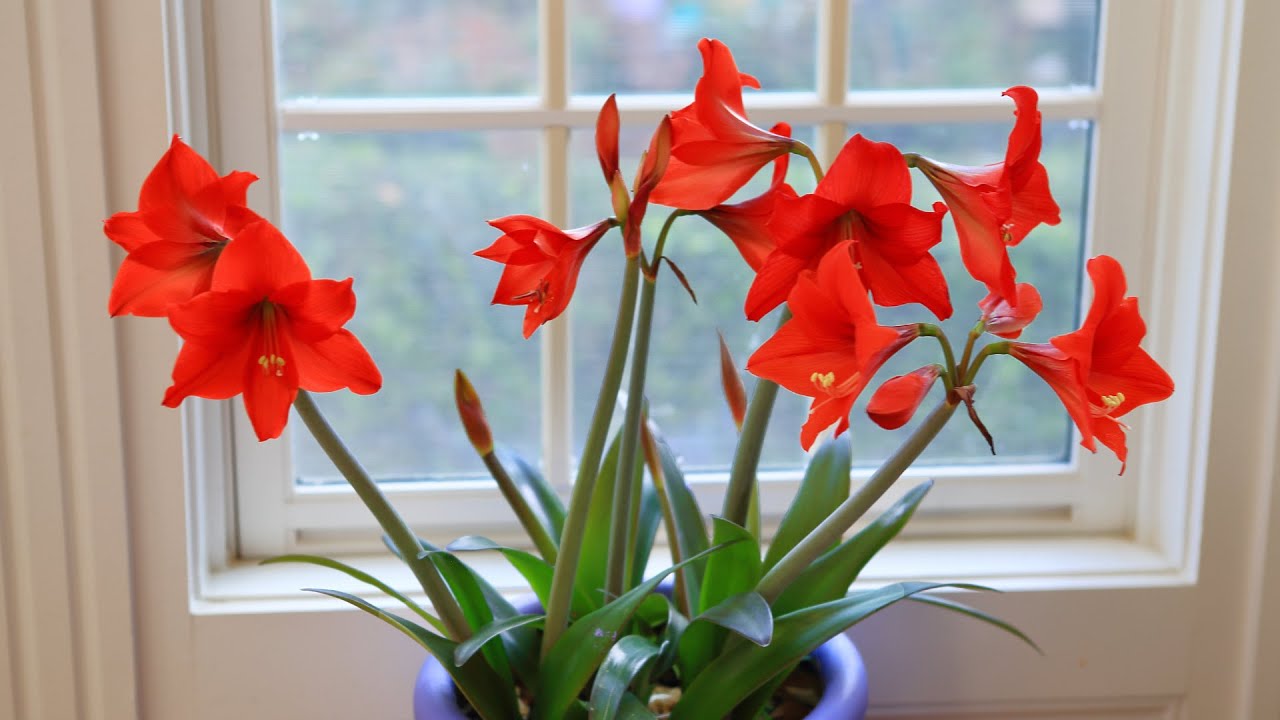 醉美孤挺花 伴音樂 Beautiful Amaryllis & Music