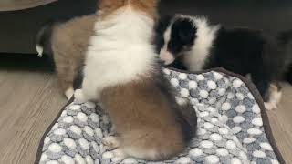 1-22-2024 by Riverbend Shelties 955 views 2 months ago 8 minutes, 54 seconds