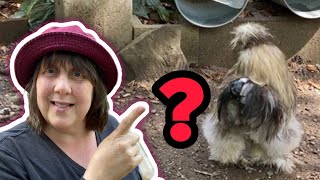 Our Roosters Reaction to this Was Funny | Silkie Chickens | Backyard Chickens