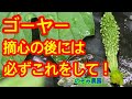 【ゴーヤー】親ヅルの摘心後にこれだけは忘れずにしておいてほしいことを解説しています。たくさんのゴーヤーができるはずです。