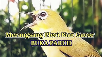 M3R4NG54NG 0T4K PL3C1 C3P4T G4C0R BUK4 P4RUH, Terapi Masteran Pleci