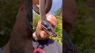 These Two Snakes Are More Different Than Humans & Chimps!