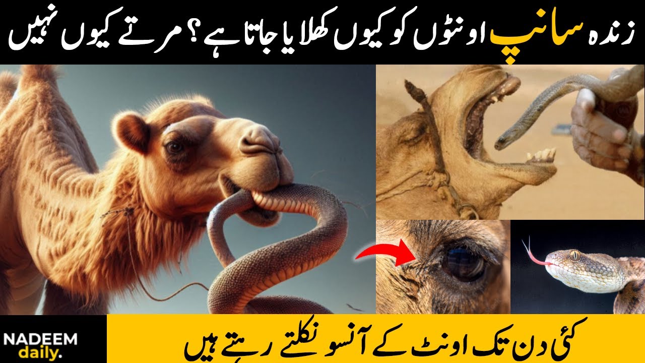 WHY CAMEL EAT SNAKE? Facts about CAMEL | اونٹ سانپ کیوں کھاتا ہے