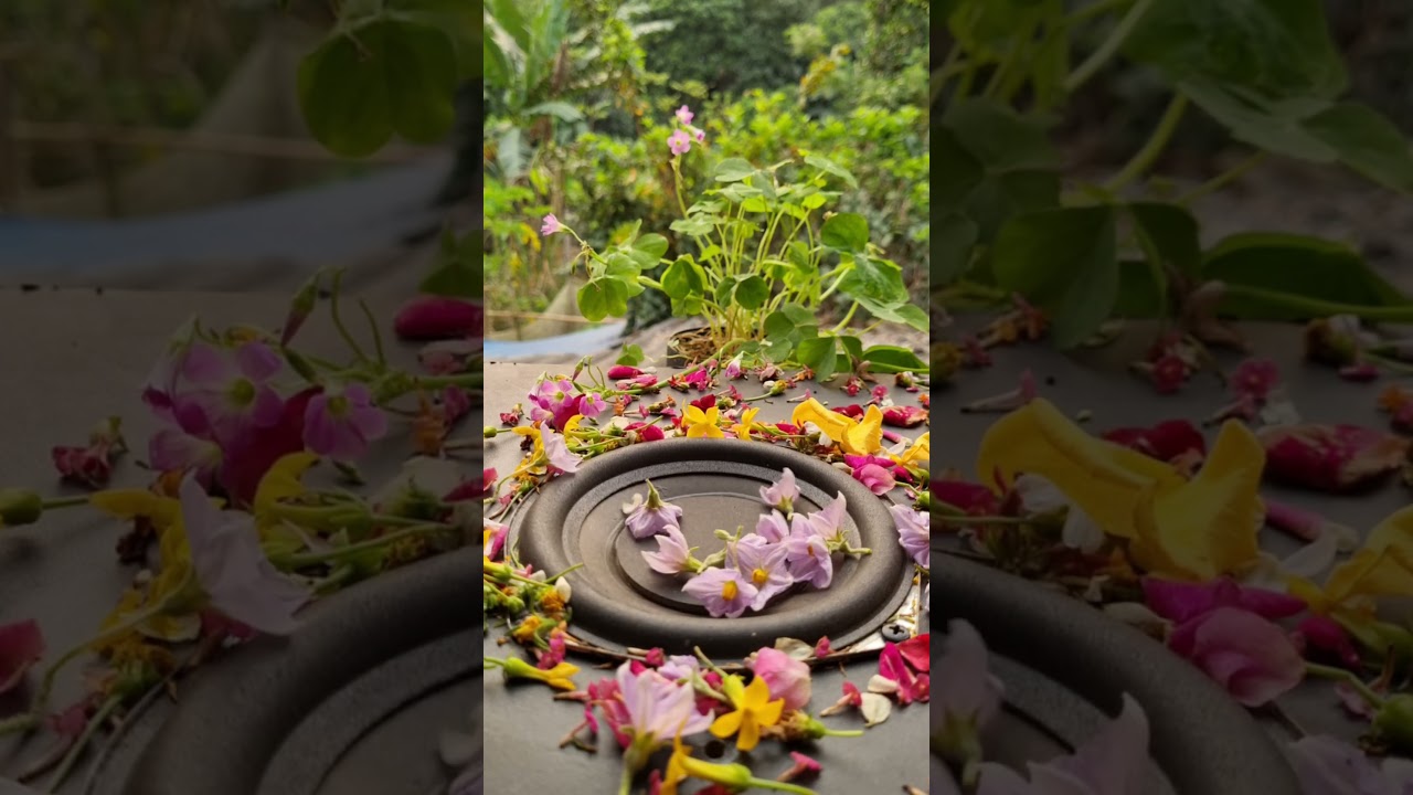 Flowers in BASS Oil Drum - HOW MUCH BASS 