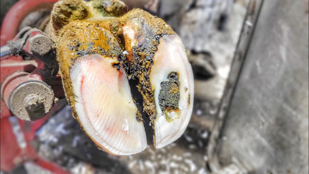 DIRTY LITTLE SECRETS about THE DAIRY INDUSTRY! and WHATS UP with this COWS HOOF?