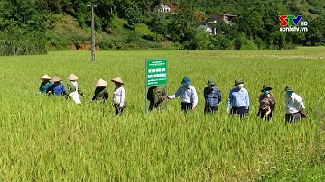 Phù Yên có gần 3500 hộ nông dân sản xuất kinh doanh giỏi các cấp