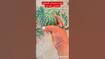 هاوي الخرجات الصحراوية قناة 2/مقطع مبكي ومؤثر وخاشع للقارئ الأسطوري محمد المنشاوي رحمه الله 😭