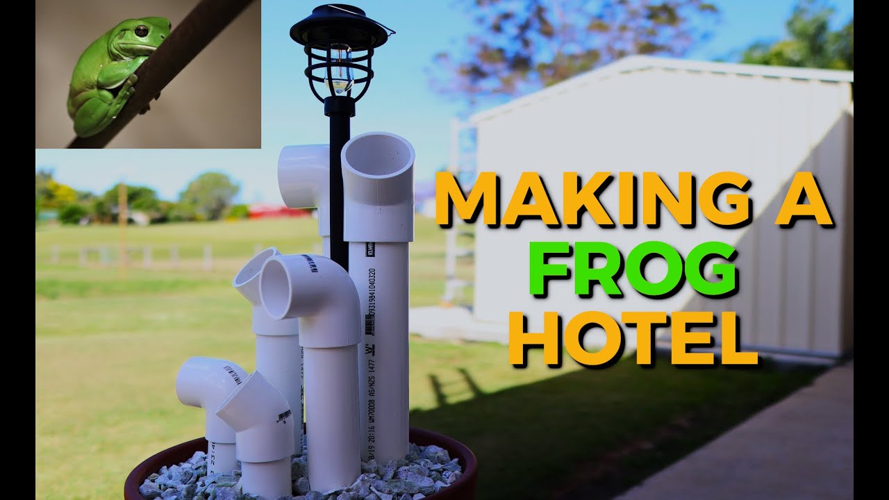 Creating A Frog Hotel (These Guys have NEVER had it So Good..) YouTube