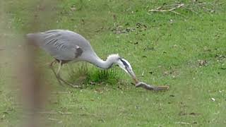 Grey Heron Killing Eel and Swallowing it whole!