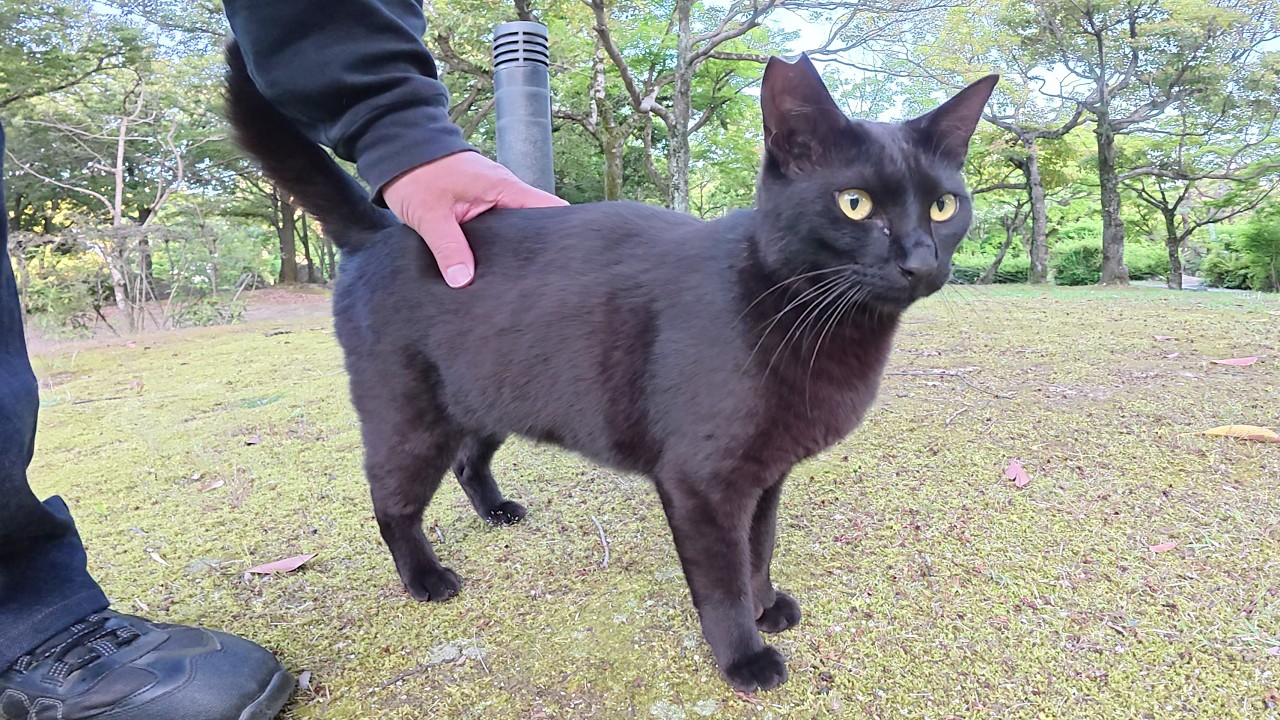 A black cat with glossy fur meows sweetly and cuddles up to a