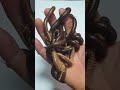 millipede