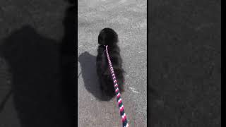 Dekalb County Animal Shelter intake