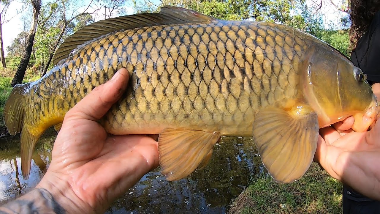 Quick Trip Carp Fishing Skinny Water In Melbourne, Victoria invasive 