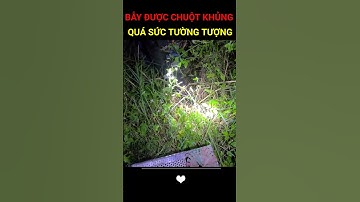 Đặt bẫy ban đêm và cái kết: Con chuột ‘quái vật’ xuất hiện! #huongviquehuong #mientay #cuocsong
