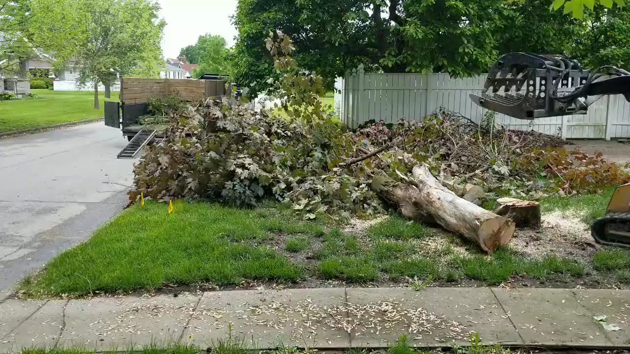 Super Fast Tree Removal by Schott Services