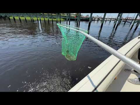 Catching Flounder Fish