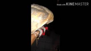 Burung hantu (tyto alba)  skill fly to me (FTM)