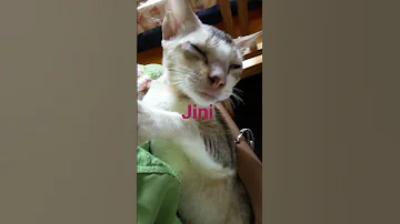 Jini Shorts Video 