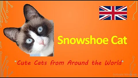 Video 3320201: snowshoe cat breed, cute snowshoe cat