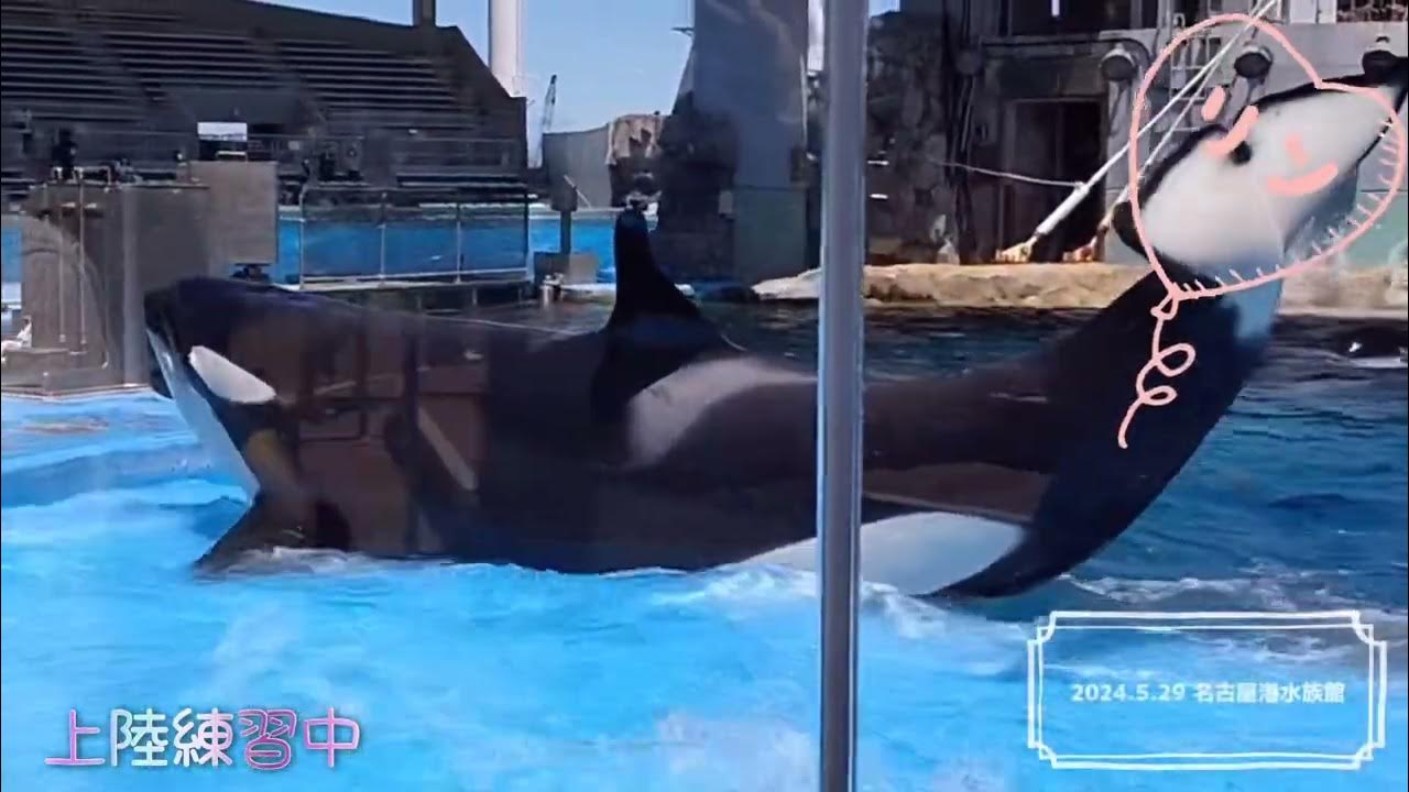 アース、リン朝一番の上陸練習中、幼稚園児達も盛り上がる YouTube